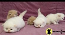 exotic shorthair kitten posted by dpvisionsllc