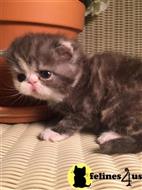 exotic shorthair kitten posted by dpvisionsllc