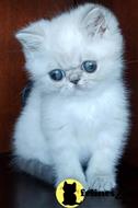 exotic shorthair kitten posted by dpvisionsllc