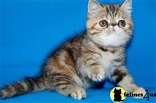 exotic shorthair kitten posted by dpvisionsllc