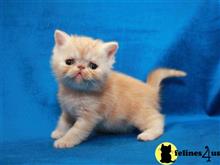 exotic shorthair kitten posted by dpvisionsllc