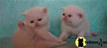 exotic shorthair kitten posted by dpvisionsllc