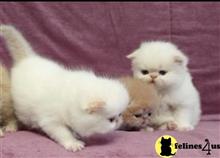 exotic shorthair kitten posted by dpvisionsllc