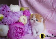 exotic shorthair kitten posted by dpvisionsllc
