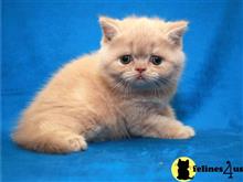 exotic shorthair kitten posted by dpvisionsllc