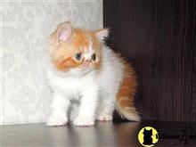 exotic shorthair kitten posted by dpvisionsllc