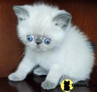 exotic shorthair kitten posted by dpvisionsllc