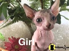 sphynx kitten posted by tomearell