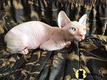 sphynx kitten posted by tomearell