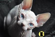 sphynx kitten posted by tomearell