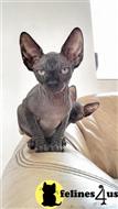 sphynx kitten posted by tomearell