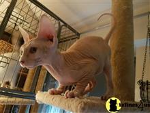 sphynx kitten posted by tomearell
