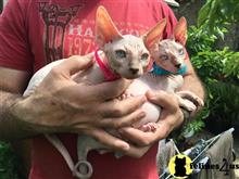 sphynx kitten posted by tomearell
