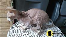 sphynx kitten posted by tomearell