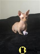 sphynx kitten posted by tomearell