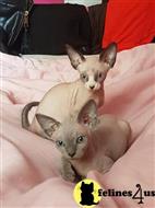 sphynx kitten posted by tomearell