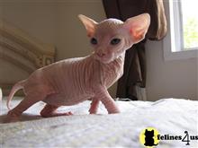 sphynx kitten posted by DaveCat