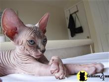 sphynx kitten posted by DaveCat