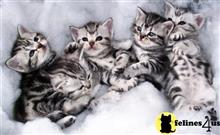 american shorthair kitten posted by keiralovesb
