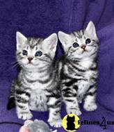 american shorthair kitten posted by keiralovesb