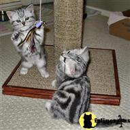 american shorthair kitten posted by keiralovesb