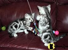 american shorthair kitten posted by keiralovesb
