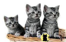 american shorthair kitten posted by keiralovesb