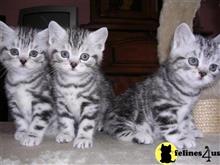american shorthair kitten posted by keiralovesb
