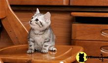 american shorthair kitten posted by keiralovesb