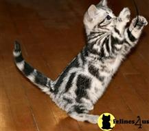 american shorthair kitten posted by keiralovesb