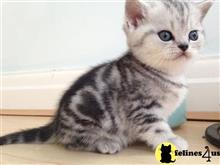 american shorthair kitten posted by keiralovesb