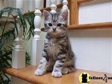 american shorthair kitten posted by keiralovesb