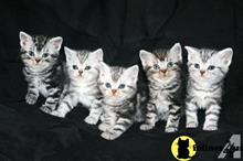 american shorthair kitten posted by keiralovesb