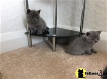 british shorthair kitten posted by johnnyhoo1