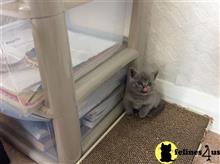 british shorthair kitten posted by johnnyhoo1