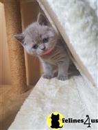 british shorthair kitten posted by johnnyhoo1