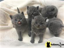 british shorthair kitten posted by johnnyhoo1