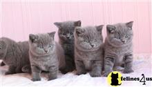 british shorthair kitten posted by johnnyhoo1