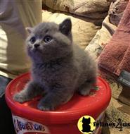 british shorthair kitten posted by johnnyhoo1