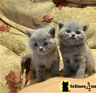 british shorthair kitten posted by johnnyhoo1