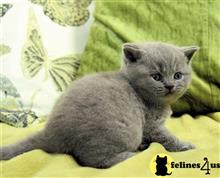british shorthair kitten posted by johnnyhoo1