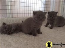 british shorthair kitten posted by johnnyhoo1