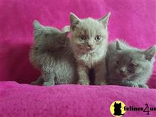 british shorthair kitten posted by johnnyhoo1