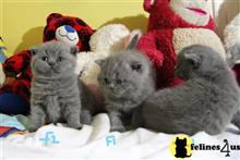 british shorthair kitten posted by johnnyhoo1