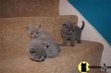 british shorthair kitten posted by johnnyhoo1