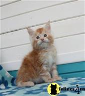 british shorthair kitten posted by johnnyhoo3