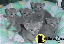 russian blue kitten posted by johnnyhoo4