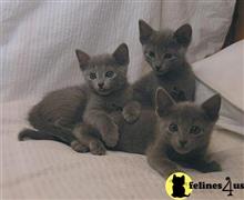 russian blue kitten posted by johnnyhoo4