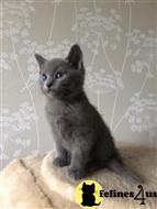 russian blue kitten posted by johnnyhoo4