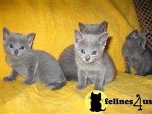 russian blue kitten posted by johnnyhoo4